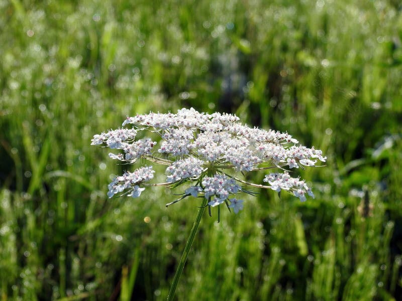 Belle Fleur Sauvage Blanche, Lithuanie Photo stock Image du fleur