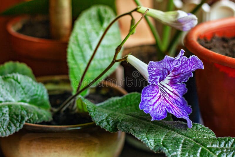 Belle Fleur Violette De Gloxinia, Plante D'intérieur, Plan Rapproché Image  stock - Image du normal, décorer: 82121629