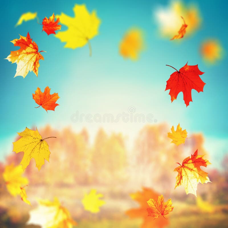 Belle foglie cadenti di autunno il giorno soleggiato al fondo degli alberi e del paesaggio e del cielo dell'erba, natura all'aper fotografia stock Belle foglie cadenti di autunno il giorno soleggiato al fondo degli alberi e del paesaggio e del cielo dell'erba, natura all'aper fotografia stock