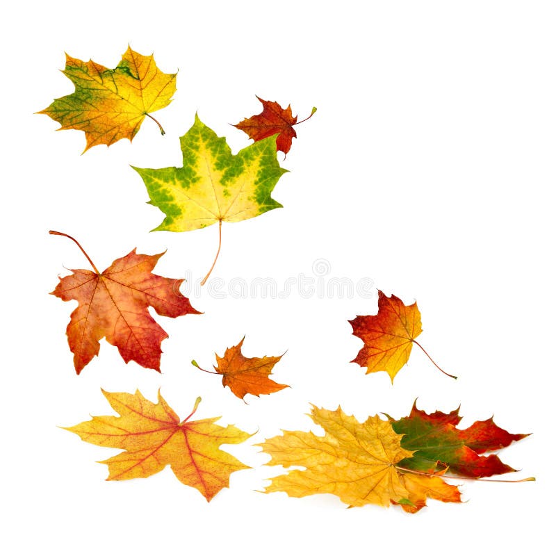 Belle foglie di autunno che cadono
