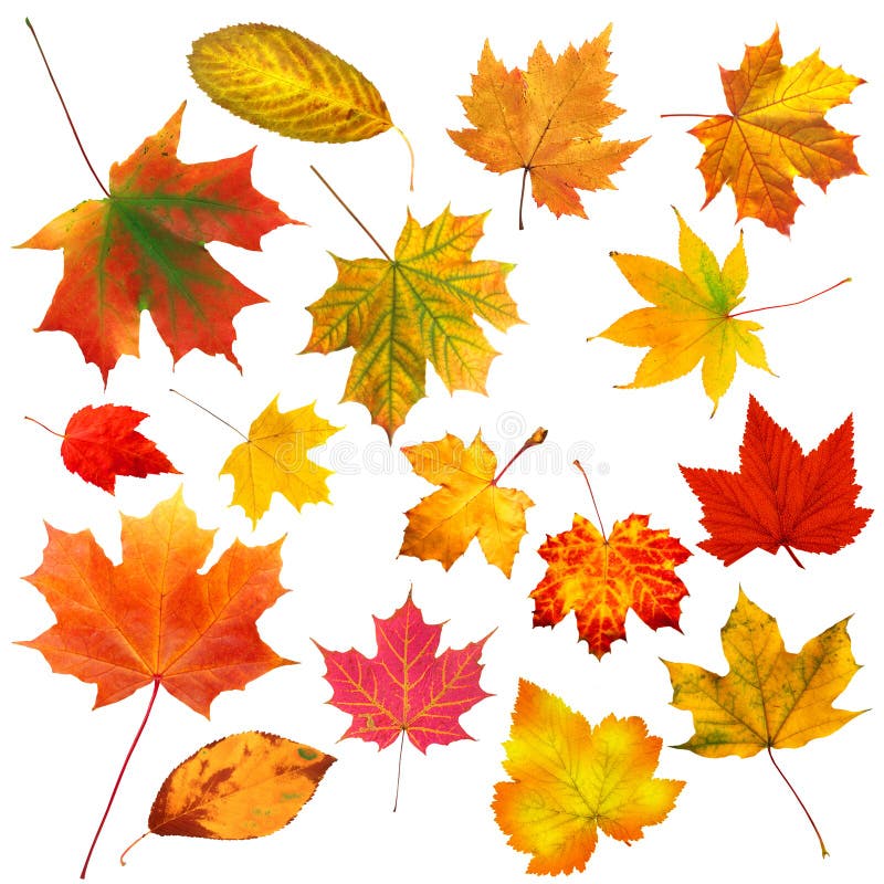 Belle foglie di autunno colourful della raccolta isolate su bianco fotografia stock libera da diritti Belle foglie di autunno colourful della raccolta isolate su bianco fotografia stock libera da diritti