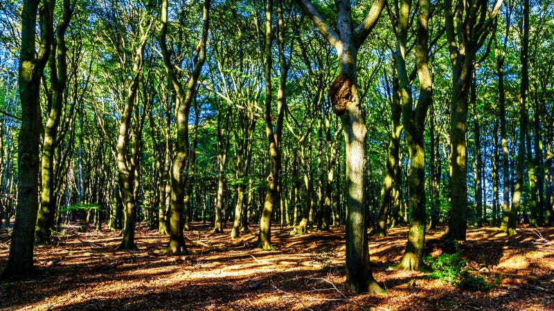 Belle foreste della regione di Veluwe nei Paesi Bassi