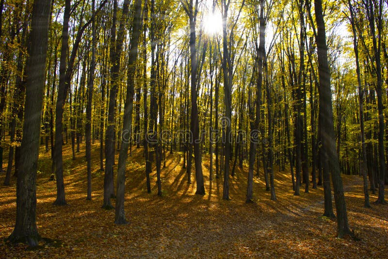 Belle forêt automnale au feuillage jaune, les rayons du soleil se frayent un chemin à travers les arbres image libre de droits Belle forêt automnale au feuillage jaune, les rayons du soleil se frayent un chemin à travers les arbres image libre de droits