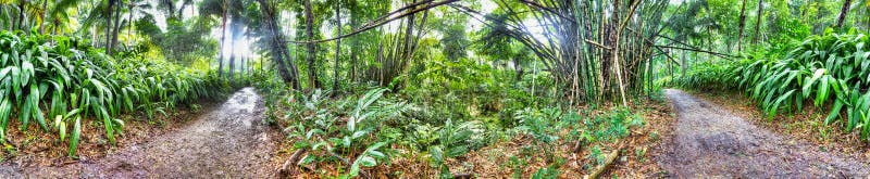 Belle forêt Jamaïque photo stock Belle forêt Jamaïque photo stock