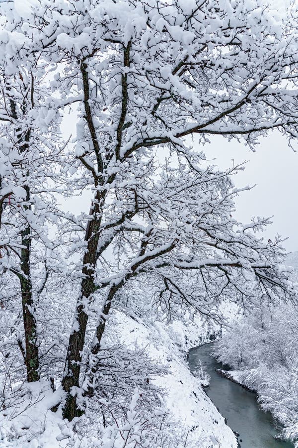 Belle forêt neigeuse de montagne et rivière d'AFIPS Paysage scénique nuageux d'hiver Caucase occidental paysage vertical image libre de droits Belle forêt neigeuse de montagne et rivière d'AFIPS Paysage scénique nuageux d'hiver Caucase occidental paysage vertical image libre de droits