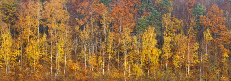 Belle forêt orange, rouge et verte d'automne, beaucoup d'arbres sur le panorama orange de collines Bannière de Web de panorama de photo stock Belle forêt orange, rouge et verte d'automne, beaucoup d'arbres sur le panorama orange de collines Bannière de Web de panorama de photo stock