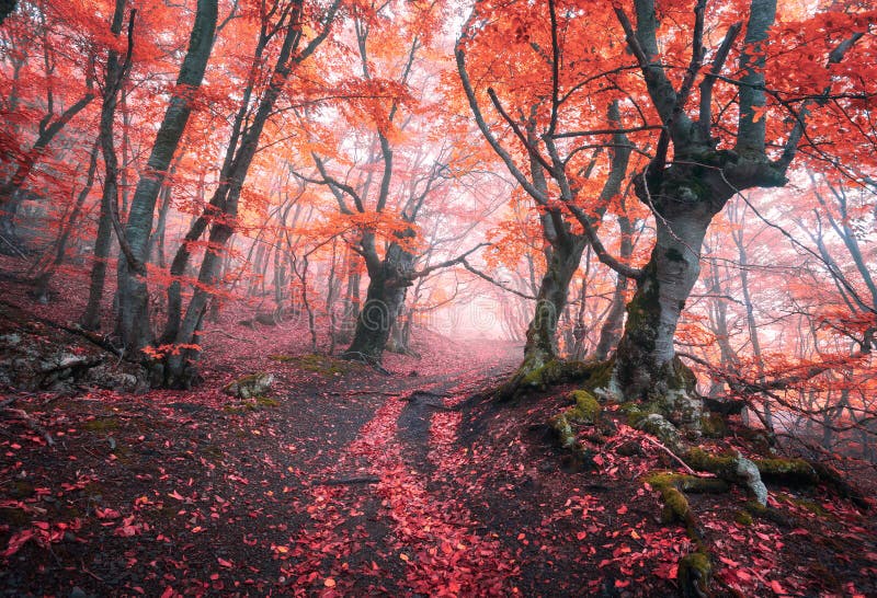 Belle forêt rouge magique en brouillard en automne Paysage de conte de fées image stock Belle forêt rouge magique en brouillard en automne Paysage de conte de fées image stock