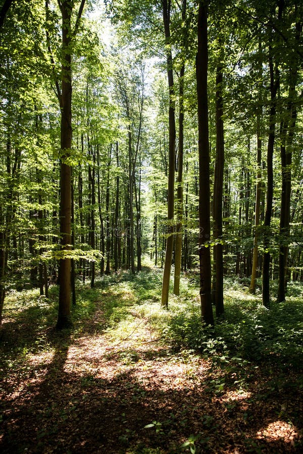 Belle forêt verte photo libre de droits Belle forêt verte photo libre de droits