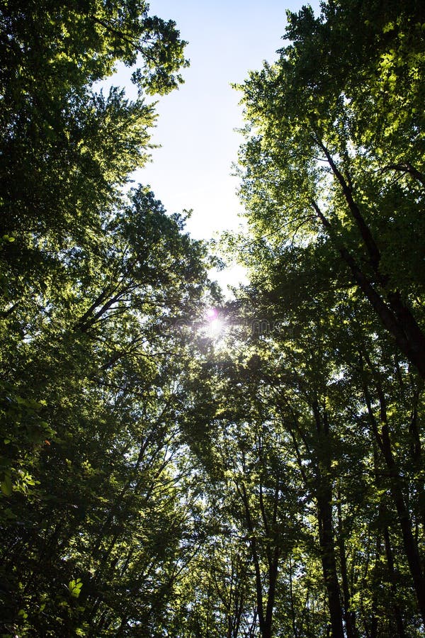 Belle forêt verte photos stock Belle forêt verte photos stock