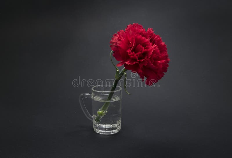 Belle, fraîche fleur d'oeillet sur le fond noir photos libres de droits Belle, fraîche fleur d'oeillet sur le fond noir photos libres de droits
