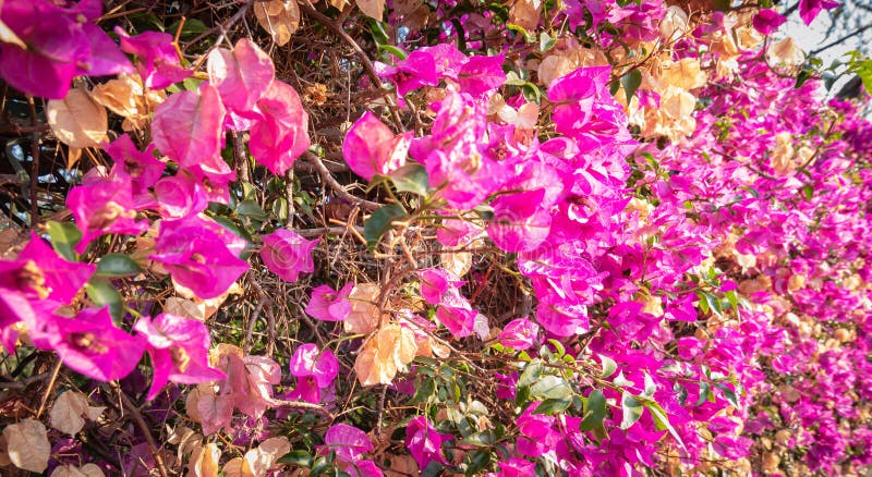 Belle fresque faite avec les bougainvillées. Utile comme bannière sur les sites Web ou comme fond sensible photo libre de droits