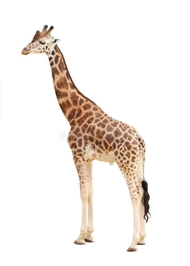 Beautiful Rothschild`s giraffe on white background. Beautiful Rothschild`s giraffe on white background