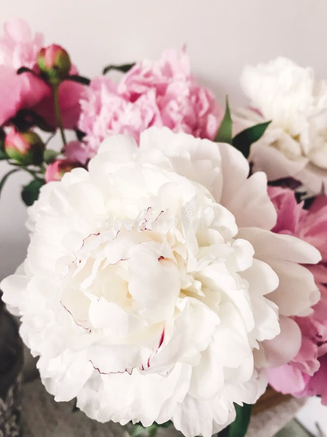 Belle grande pivoine blanche et pivoines roses dans le vase sur le nightstand élégant Bonjour ressort Jour de mères heureux photographie stock libre de droits Belle grande pivoine blanche et pivoines roses dans le vase sur le nightstand élégant Bonjour ressort Jour de mères heureux photographie stock libre de droits