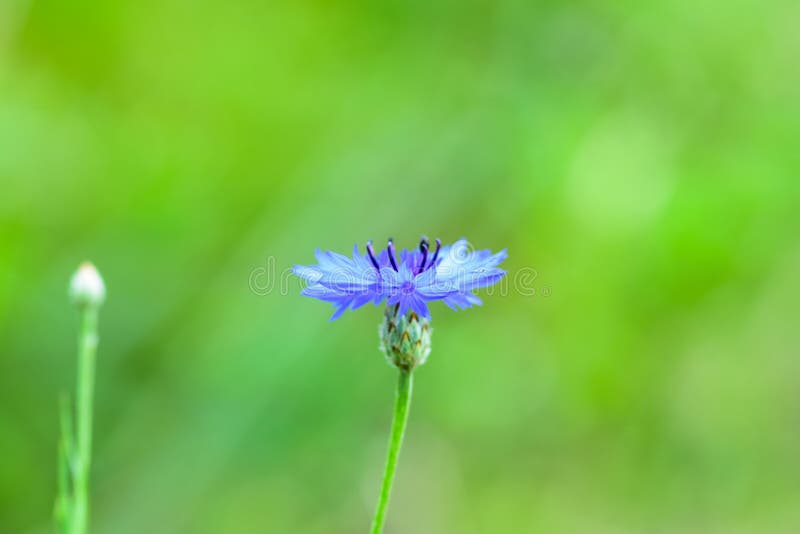 Belle herbe de bleuet ou bouton bleue de célibataire photo stock Belle herbe de bleuet ou bouton bleue de célibataire photo stock