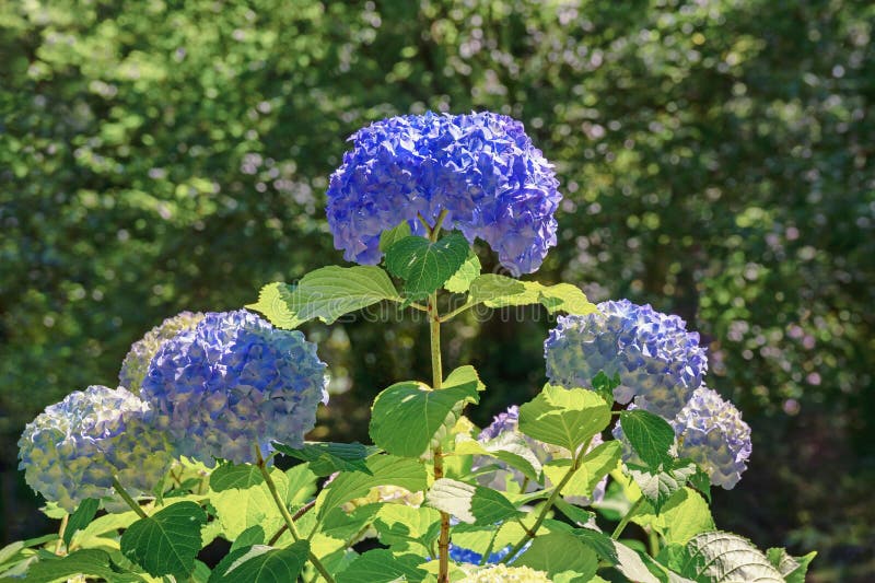 Belle Hydrangea macrophylla fleurs photo stock