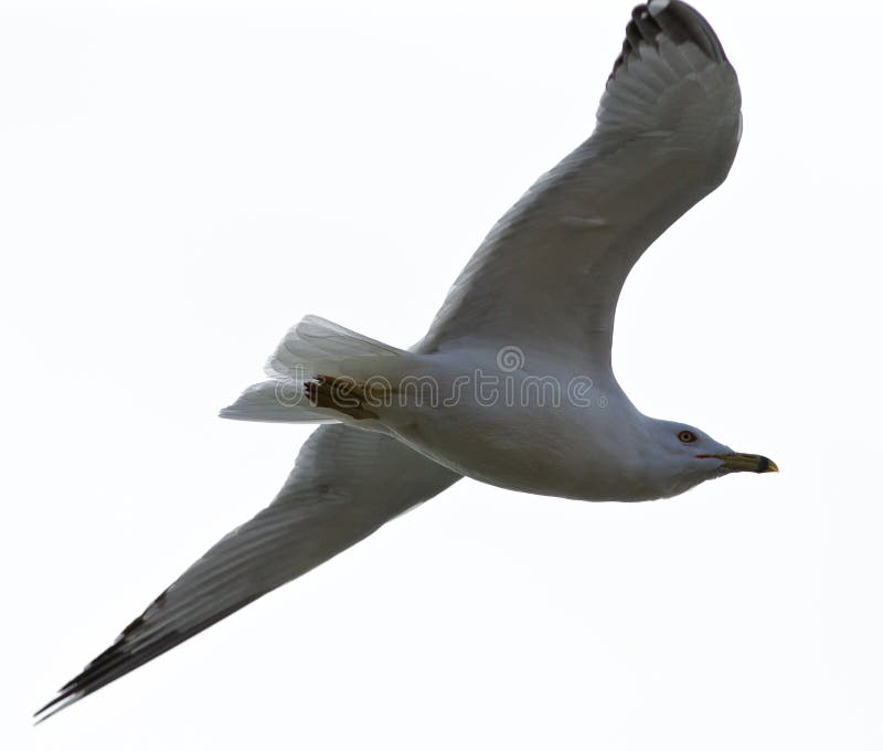 Belle image d'isolement d'une mouette calme en vol image stock Belle image d'isolement d'une mouette calme en vol image stock