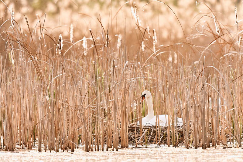 Belle image des cygnes - cygnus de Cygnus sur la photo typique de ressort de nid avec la belle lumière Scène de faune de Tchèq images stock Belle image des cygnes - cygnus de Cygnus sur la photo typique de ressort de nid avec la belle lumière Scène de faune de Tchèq images stock