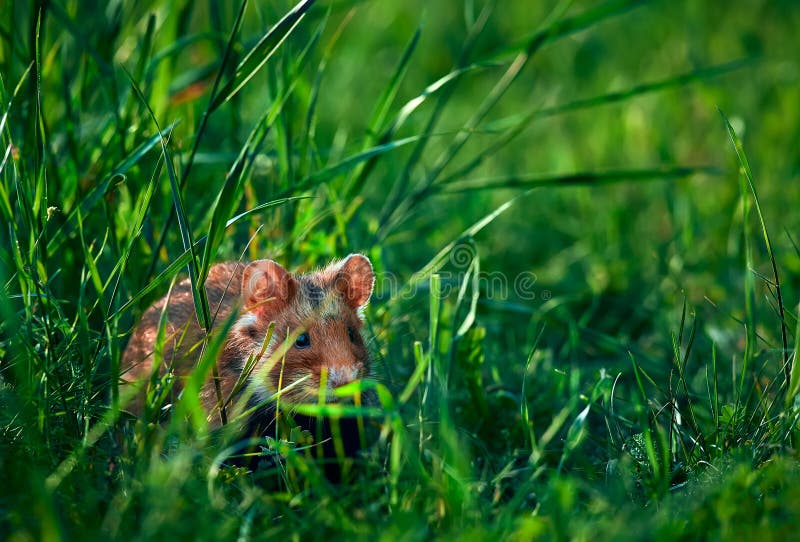 Belle image du hamster européen Cricetus cricetus Hamster assis dans l'herbe sous une belle lumière Animal de nature sauvage images libres de droits Belle image du hamster européen Cricetus cricetus Hamster assis dans l'herbe sous une belle lumière Animal de nature sauvage images libres de droits