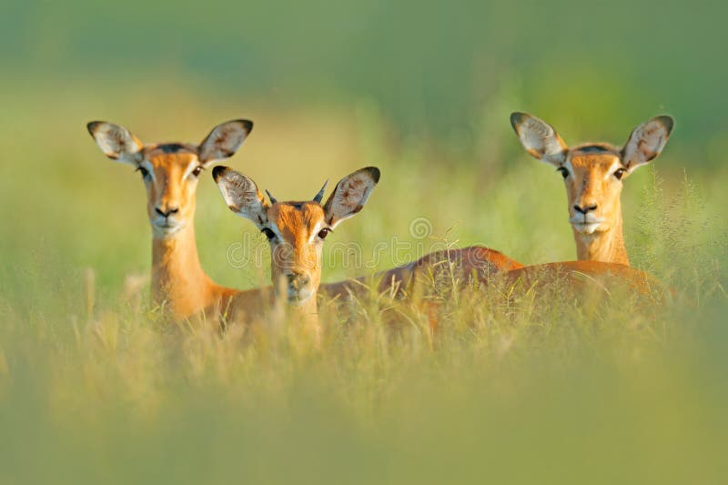 Belle impale nell'erba con il sole di sera, ritratto nascosto in vegetazione Animale nella natura selvaggia Tramonto nel wildl de fotografia stock