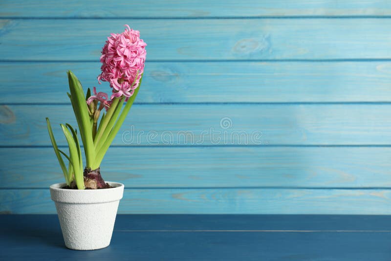 Belle Jacinthe En Pot De Fleurs Sur Table Bleue En Bois. Espace Pour Le  Texte Image stock - Image du personne, objet: 211095747