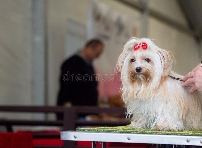 Beautiful young champion dog breed yorkshire terrier isolated coloring while judging at the international dog show. Beautiful young champion dog breed yorkshire terrier isolated coloring while judging at the international dog show.