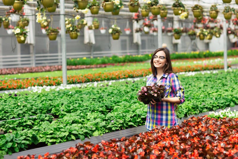 Belle jeune fille de sourire en verres, ouvrière avec des fleurs en serre chaude Travail de concept en serre chaude Copiez l'espa photos stock Belle jeune fille de sourire en verres, ouvrière avec des fleurs en serre chaude Travail de concept en serre chaude Copiez l'espa photos stock