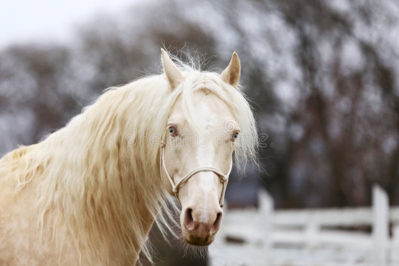 Portrait close up of a beautiful cremello stallion in against white colored wooden corral outdoors. Portrait close up of a beautiful cremello stallion in against white colored wooden corral outdoors