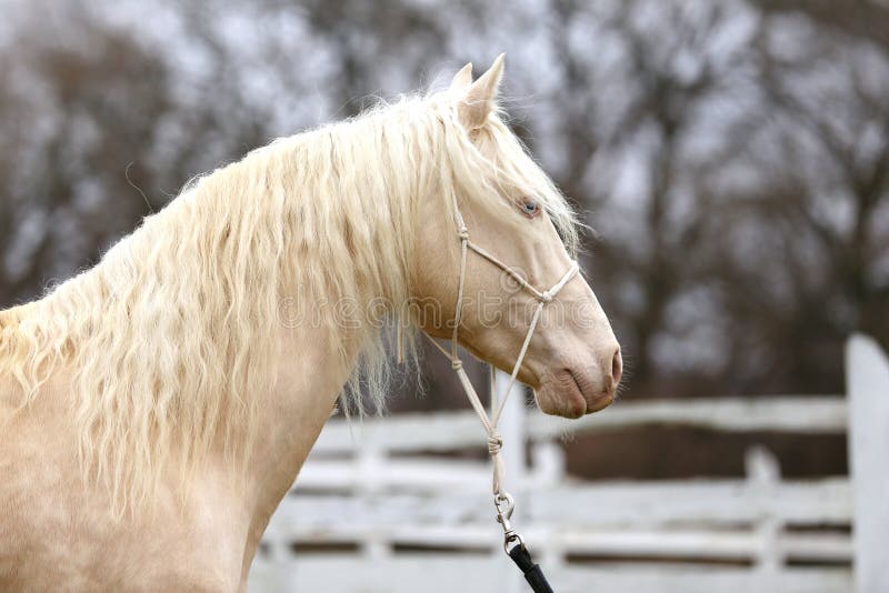 Portrait close up of a beautiful cremello stallion in against white colored wooden corral outdoors. Portrait close up of a beautiful cremello stallion in against white colored wooden corral outdoors