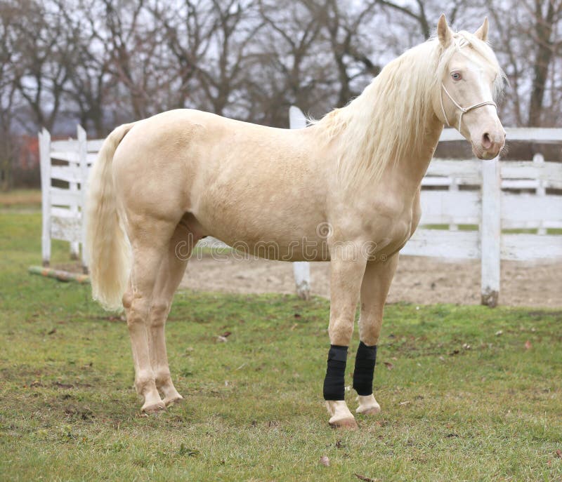 Portrait close up of a beautiful cremello stallion in against white colored wooden corral outdoors. Portrait close up of a beautiful cremello stallion in against white colored wooden corral outdoors