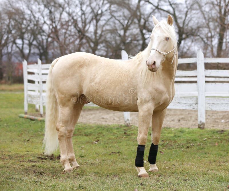 Portrait close up of a beautiful cremello stallion in against white colored wooden corral outdoors. Portrait close up of a beautiful cremello stallion in against white colored wooden corral outdoors