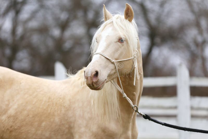 Portrait close up of a beautiful cremello stallion in against white colored wooden corral outdoors. Portrait close up of a beautiful cremello stallion in against white colored wooden corral outdoors