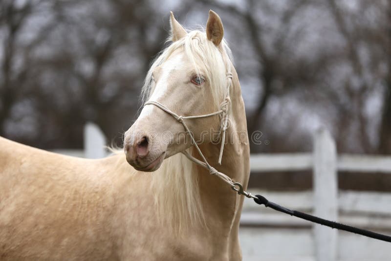 Portrait close up of a beautiful cremello stallion in against white colored wooden corral outdoors. Portrait close up of a beautiful cremello stallion in against white colored wooden corral outdoors