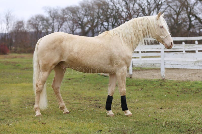 Portrait close up of a beautiful cremello stallion in against white colored wooden corral outdoors. Portrait close up of a beautiful cremello stallion in against white colored wooden corral outdoors