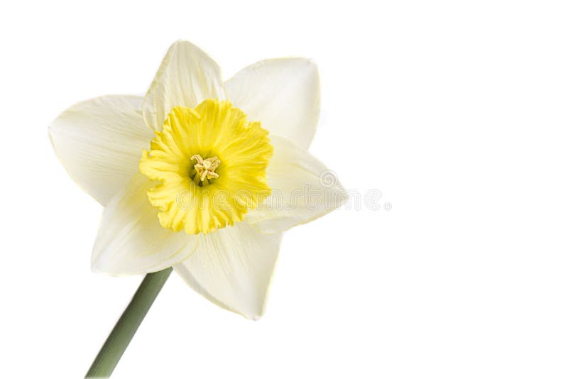 Belle jonquille jaune sur un fond blanc parfait photographie stock Belle jonquille jaune sur un fond blanc parfait photographie stock