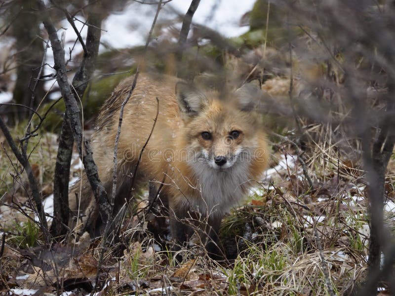 Belle, mais attentive chasse de Fox rouge photographie stock Belle, mais attentive chasse de Fox rouge photographie stock
