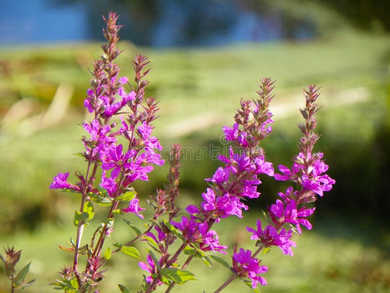 Lythrum salicaria - Purple Loosestrife, Rosy Strife, Kill Weed. Lythrum is a fairly small genus with about 36 species worldwide, with 13 species found in the United States, only 6 of which are native. The species presented here, Lythrum salicaria, Purple Loosestrife, is the most widely distributed species, and it is not a native. Introduced as an ornamental from Eurasia in the 1800s, this is a highly invasive but, unfortunately, attractive weed, especially in northeastern parts of the United States. It is found in damp grasslands and banks of rivers and streams in every state except Florida, according to the U.S. Fish and Wildlife Service, and is a threat to wetlands in all of them. Lythrum salicaria - Purple Loosestrife, Rosy Strife, Kill Weed. Lythrum is a fairly small genus with about 36 species worldwide, with 13 species found in the United States, only 6 of which are native. The species presented here, Lythrum salicaria, Purple Loosestrife, is the most widely distributed species, and it is not a native. Introduced as an ornamental from Eurasia in the 1800s, this is a highly invasive but, unfortunately, attractive weed, especially in northeastern parts of the United States. It is found in damp grasslands and banks of rivers and streams in every state except Florida, according to the U.S. Fish and Wildlife Service, and is a threat to wetlands in all of them.