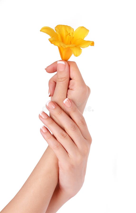 Belle mani con il manicure francese ed il fiore fotografie stock libere da diritti Belle mani con il manicure francese ed il fiore fotografie stock libere da diritti