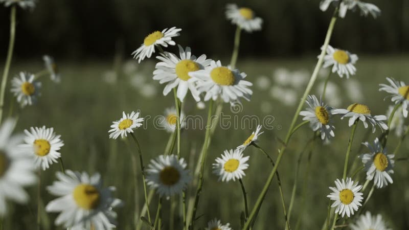 Belle margherite nei prati in una giornata di sole limpida. creativo. chiusura di marce di prato luminose sullo sfondo della giorn