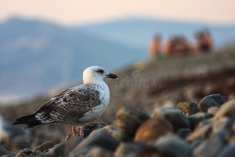 Belle mouette grise se tenant sur une plage de mer de caillou sur le fond d'un groupe de personnes refroidissant sur le bord de m photographie stock Belle mouette grise se tenant sur une plage de mer de caillou sur le fond d'un groupe de personnes refroidissant sur le bord de m photographie stock