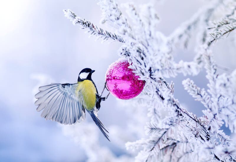 Belle mésange d'oiseau de carte de Noël sur une branche d'un spruc de fête photographie stock libre de droits Belle mésange d'oiseau de carte de Noël sur une branche d'un spruc de fête photographie stock libre de droits