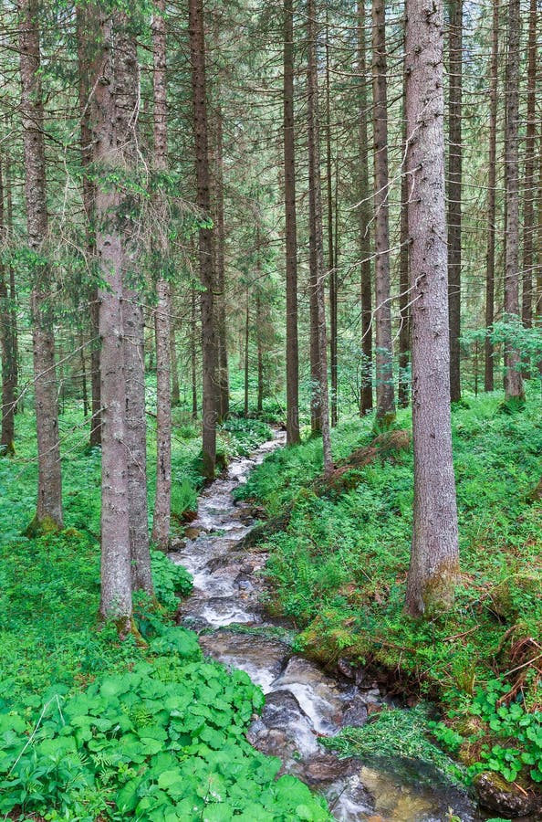 Belle Natura E Correnti Fotografia Stock Immagine Di Bellezza