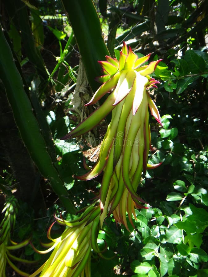 Withered flower of dragon fruit