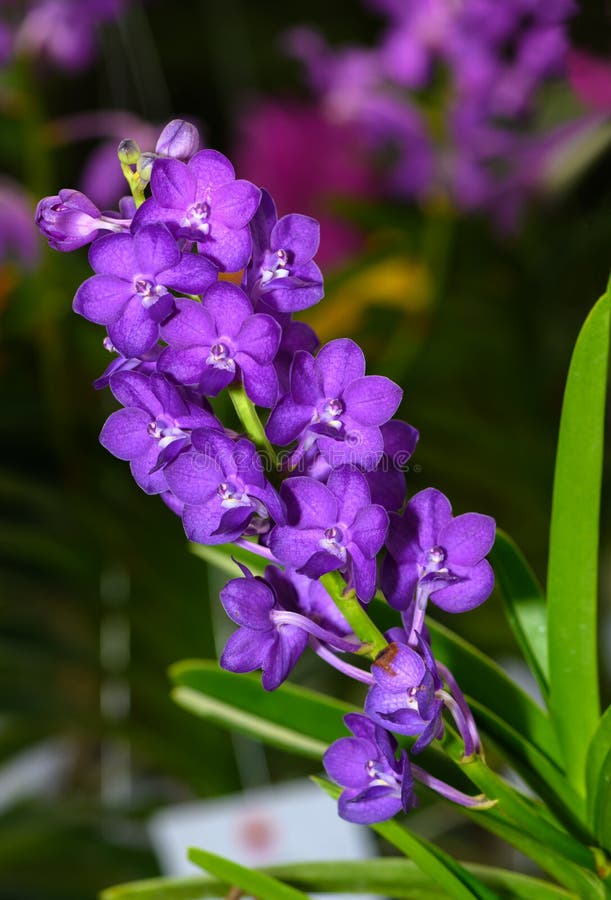 Orchidée violette de Vanda image stock. Image du tête - 42910795