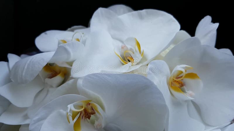 Belle orchidée blanche et brillante sur fond noir Pétales de fleurs délicieuses se balançant dans le vent Bouquet de mariage