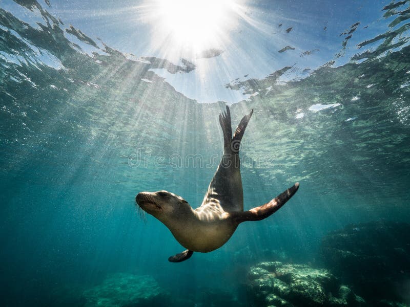 Belle photo d'un phoque d'otarie californien profitant des rayons du soleil en Basse Californie