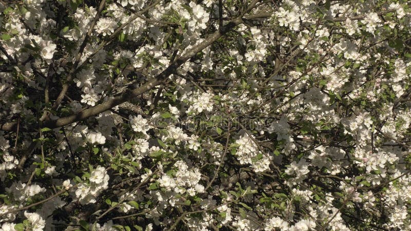 Belle photo d'un verger de pommiers par jour ensoleillé au printemps. banque de vidéos