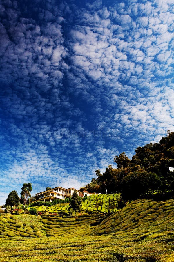 Belle photo de champs de thé à Cameron Highlands, Malaisie, avec le ciel bleu nuageux visible images libres de droits Belle photo de champs de thé à Cameron Highlands, Malaisie, avec le ciel bleu nuageux visible images libres de droits