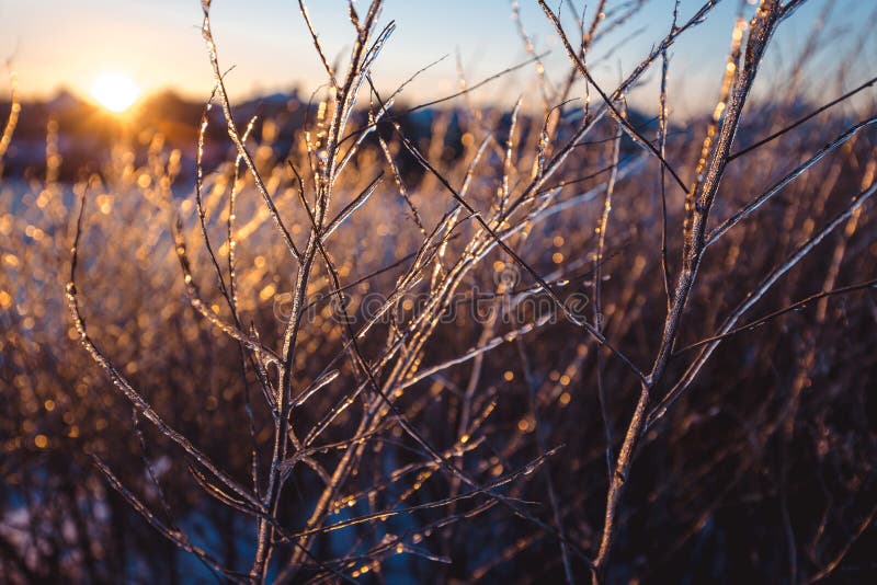 Belle piante congelate coperte di ghiaccioli al sole Priorità bassa di inverno Fuoco selettivo Profondità del campo poco profonda fotografia stock Belle piante congelate coperte di ghiaccioli al sole Priorità bassa di inverno Fuoco selettivo Profondità del campo poco profonda fotografia stock
