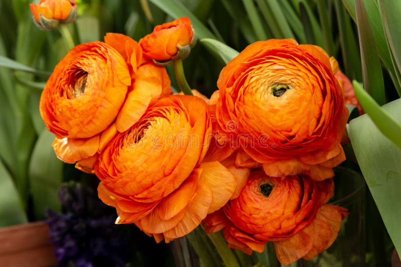 Belle Pivoine Herbacée Orange. Fin Vers Le Haut De La Fleur De Renoncule De  Aka Ranunculus Exquise Avec Un Roselike Image stock - Image du lumineux,  rouge: 171464507