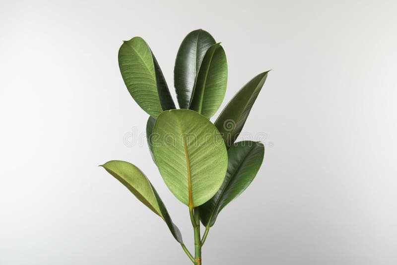 Beautiful rubber plant on white background. Home decor. Beautiful rubber plant on white background. Home decor